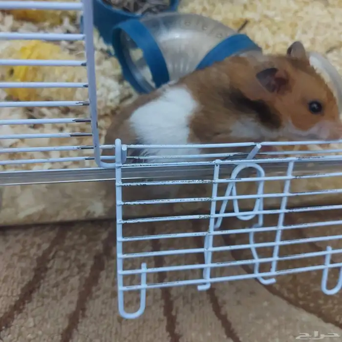 هامستر بدل او بيع 5