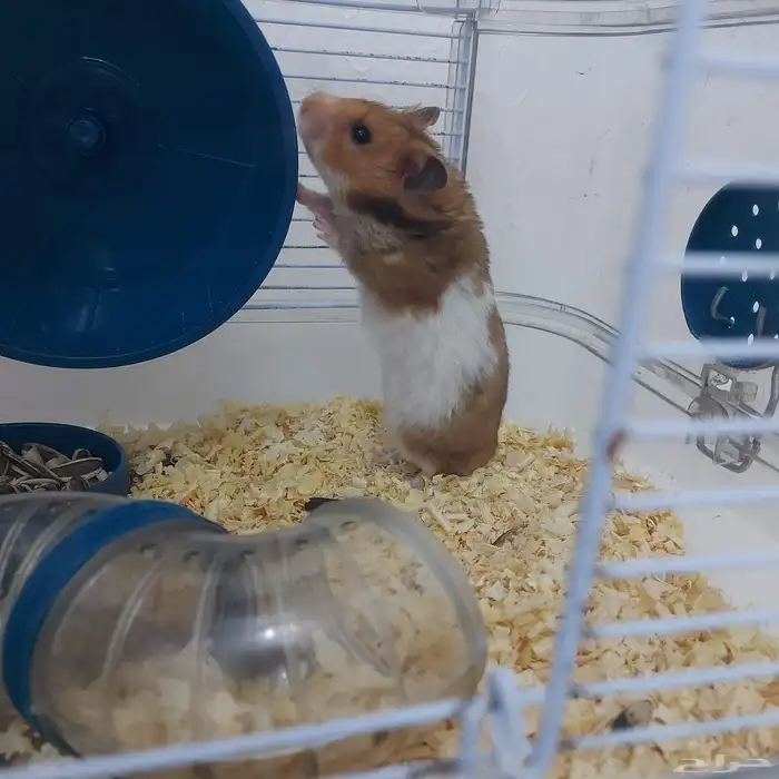 هامستر بدل او بيع 2