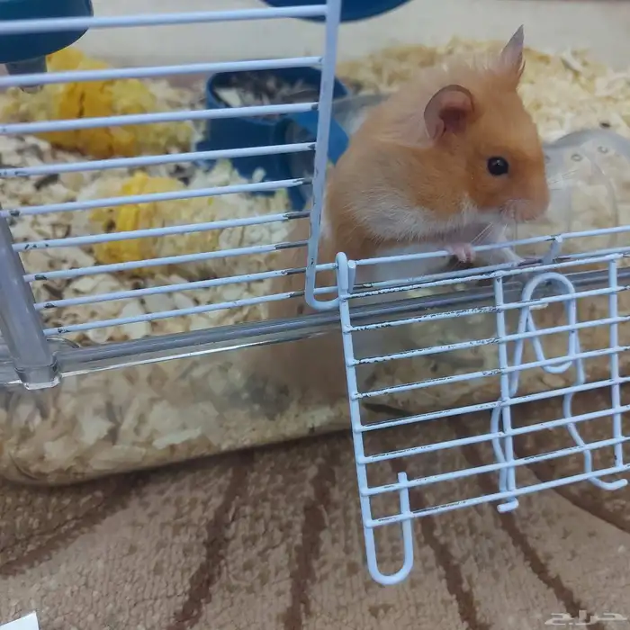 هامستر بدل او بيع 9