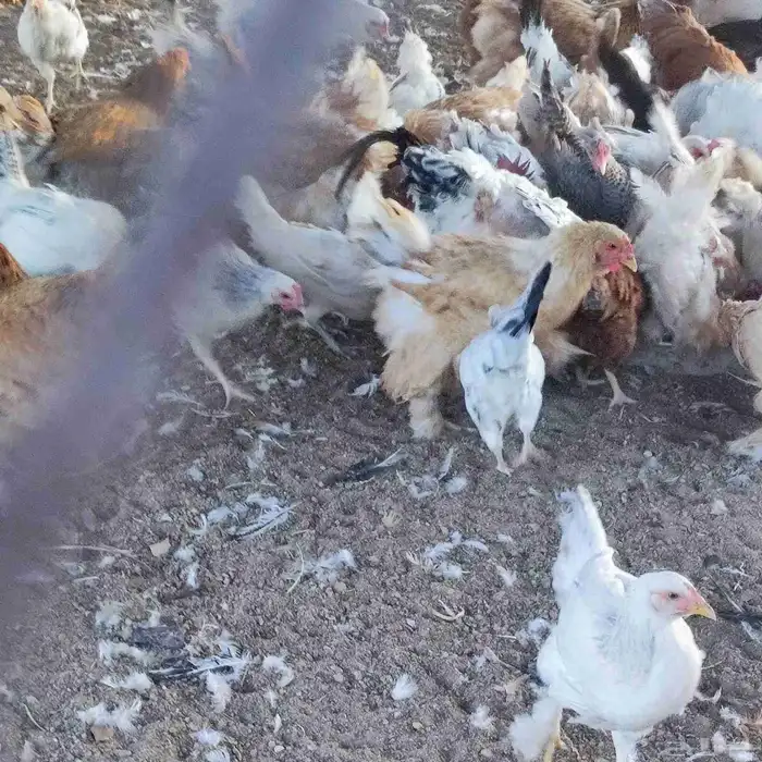 دجاج براهما وفرنسي للبيع 0