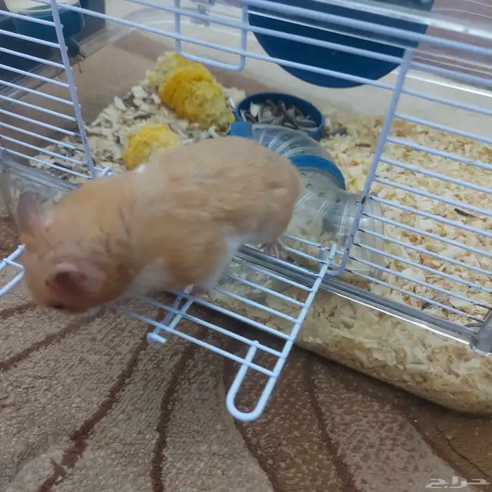 هامستر بدل او بيع 7