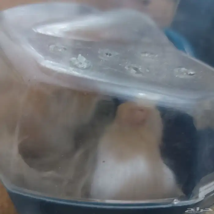 هامستر بدل او بيع 3