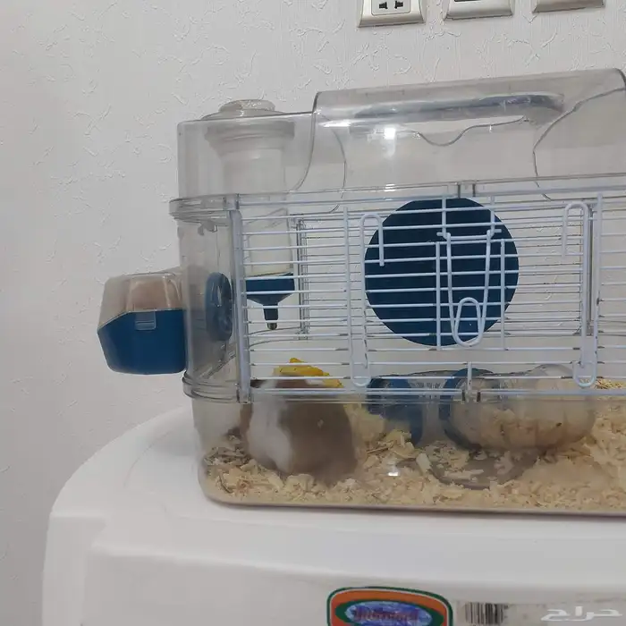 هامستر بدل او بيع 1