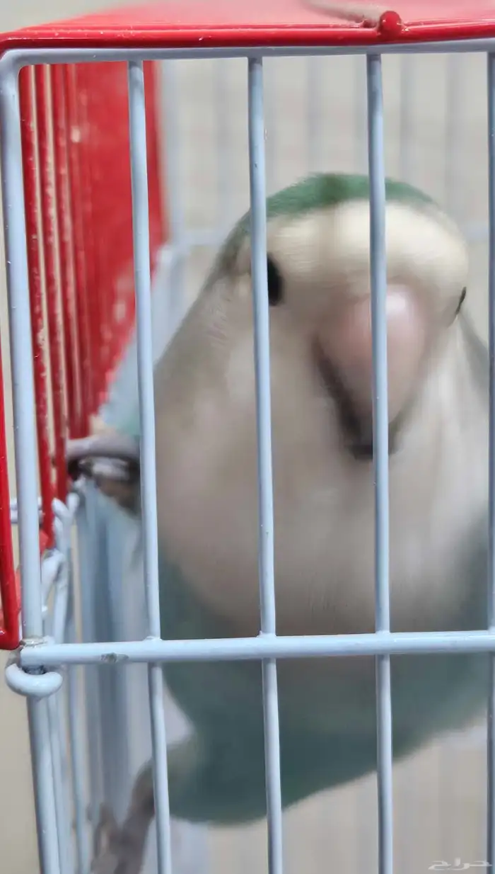 عصفور الروز على السوم 5