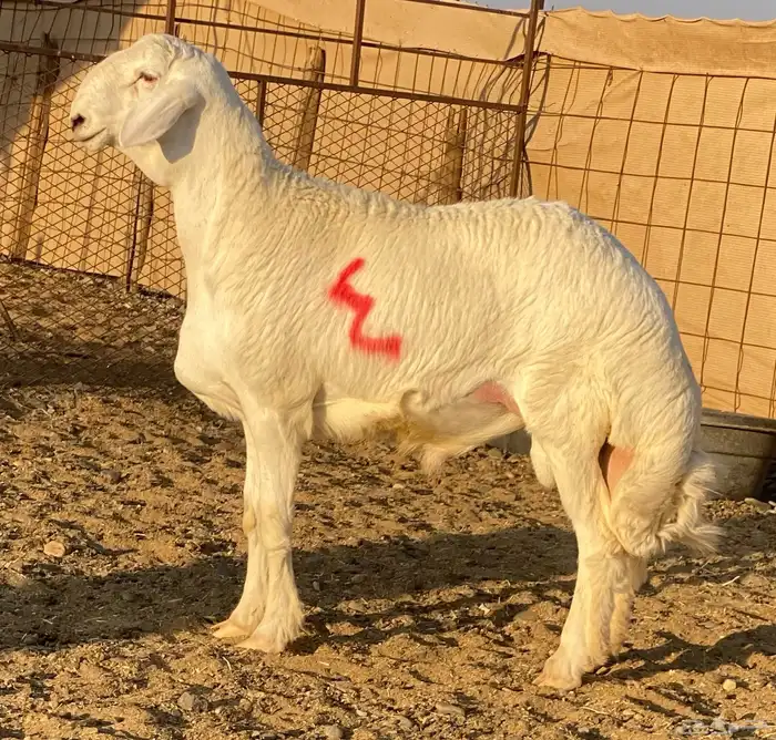 مشاريع فحول ضغط عالي 1