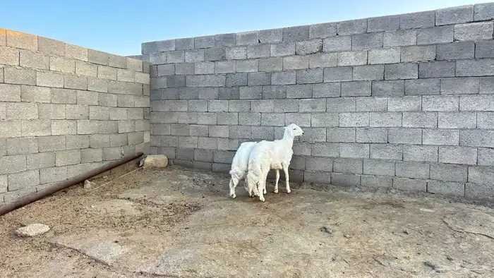 خروفين جبرات وسمان ونضاف 2