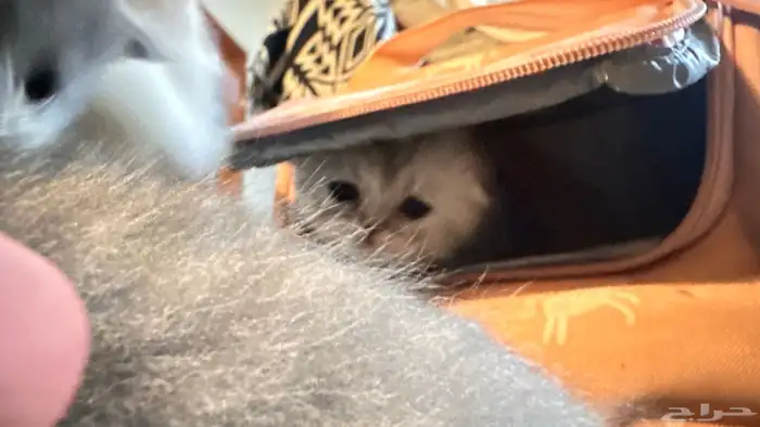 سكوتش فولد كيتن للبيع 2