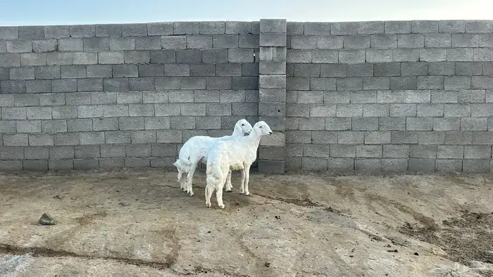 خروفين جبرات وسمان ونضاف 1