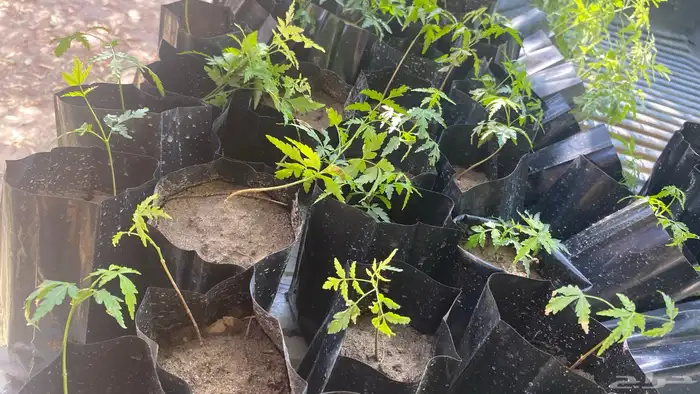 توفرت 100 شتله و اكثر من نيم 1