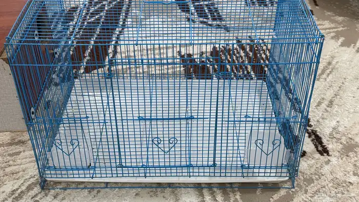 للبيع قفص كبيير مع بياضه 6