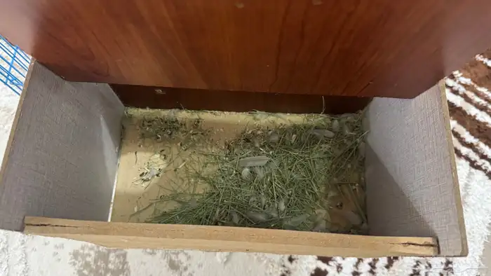 للبيع قفص كبيير مع بياضه 8