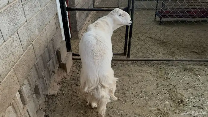 البيع خروف فحل صنف الصنف 3