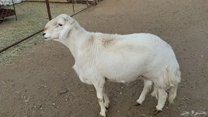 البيع خروف فحل صنف الصنف 0