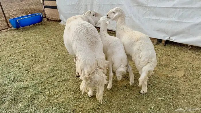 البيع خروف فحل صنف الصنف 4