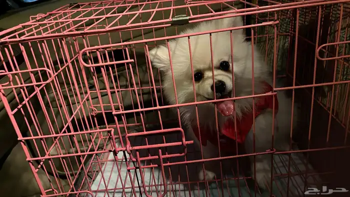 كداد وموصل من الرياض الى الشرقية الخف 2