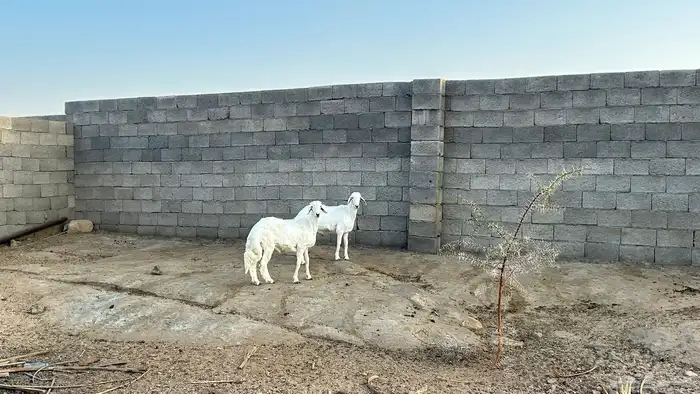 خروفين جبرات وسمان ونضاف 0