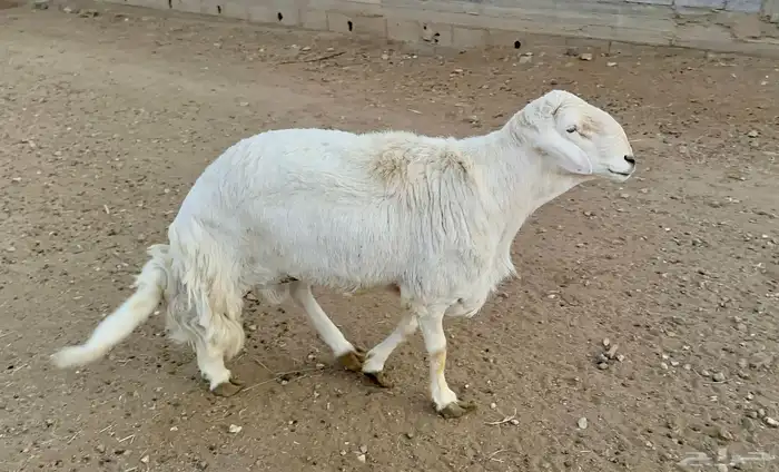 البيع خروف فحل صنف الصنف 2