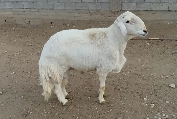 البيع خروف فحل صنف الصنف 1