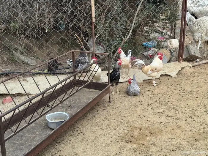 ديوك للبيع 3