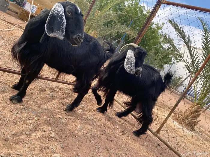 عنزين مضاريع - ولادة قريب - 1