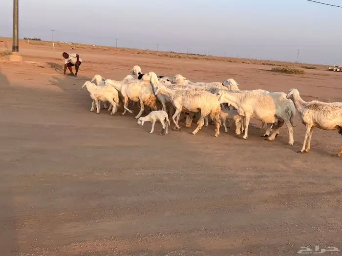 مراح حريات مواليد ولد 4