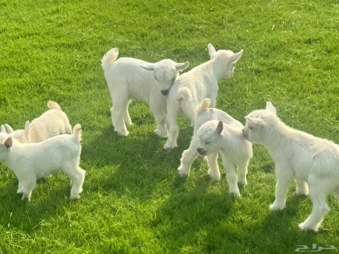 ماعز قزم ماشاء الله الموقع ذهبان 11