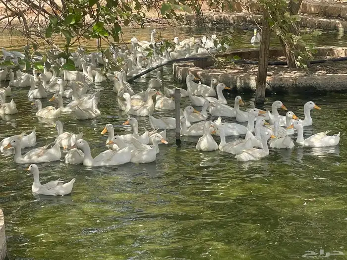 بيض بط مخصب بكيني 0