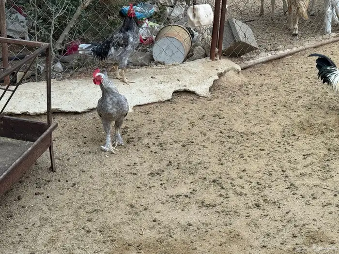 ديوك للبيع 2