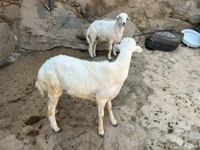 طليان ثلاجه خروف 2