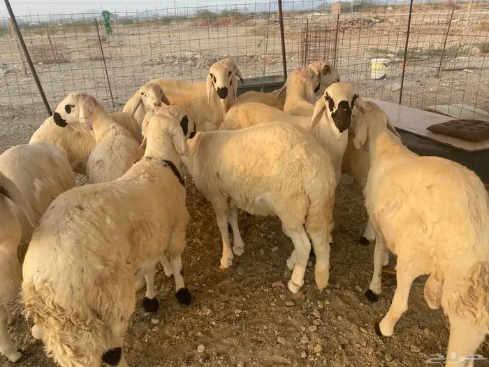 طليان سواكن جذعان 8