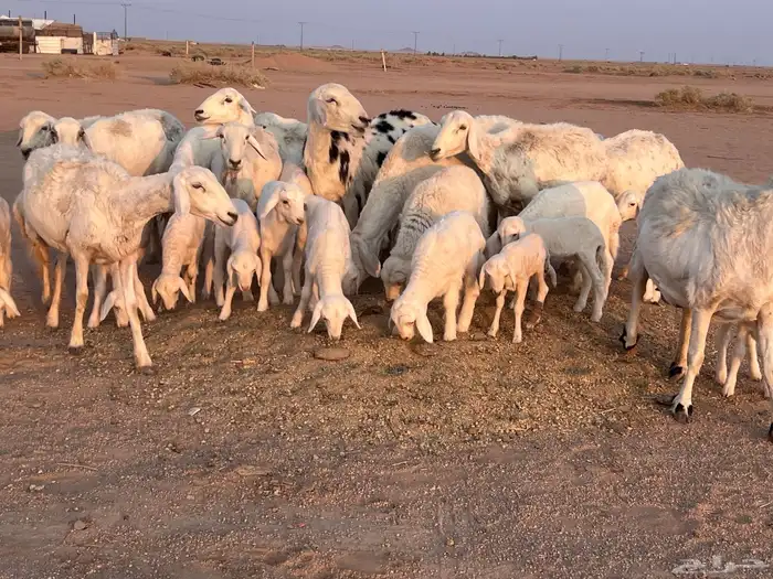 مراح حريات مواليد ولد 0