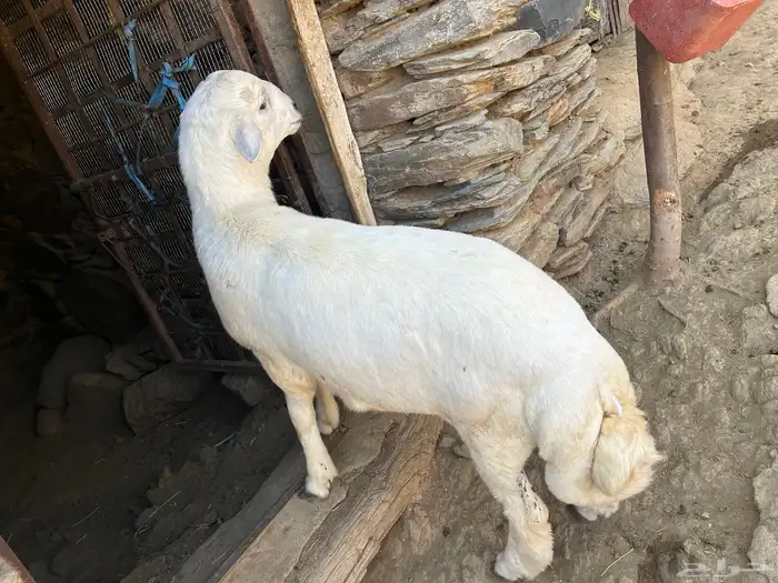 طليان ثلاجه خروف 0