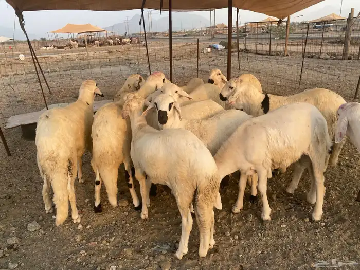 طليان سواكن جذعان 10