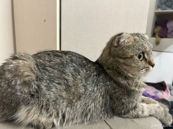 قطط سكوتش فولد صغار مع امهم للبيع 1