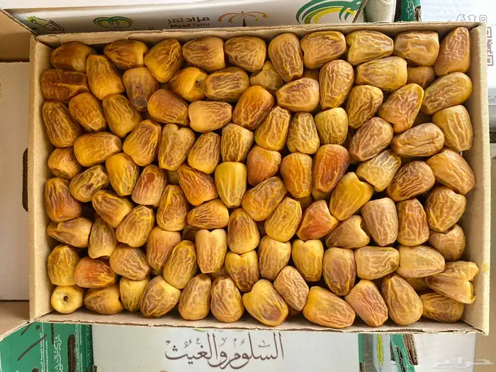 سكري مفتل رقم 1 1