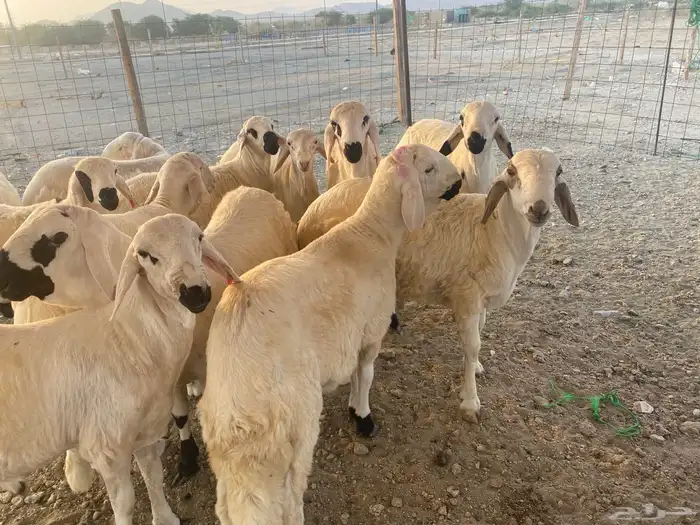 طليان سواكن جذعان 3