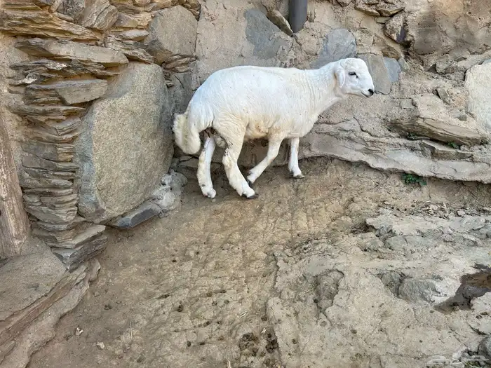 طليان ثلاجه خروف 3