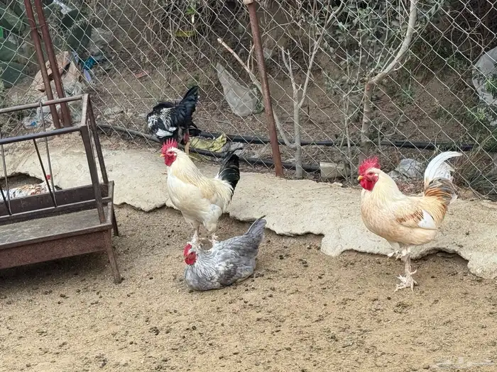 ديوك للبيع 1