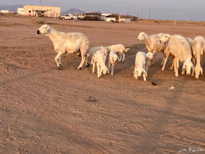 مراح حريات مواليد ولد 8