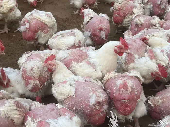 دجاج ابيض 4كيلو على 35 1