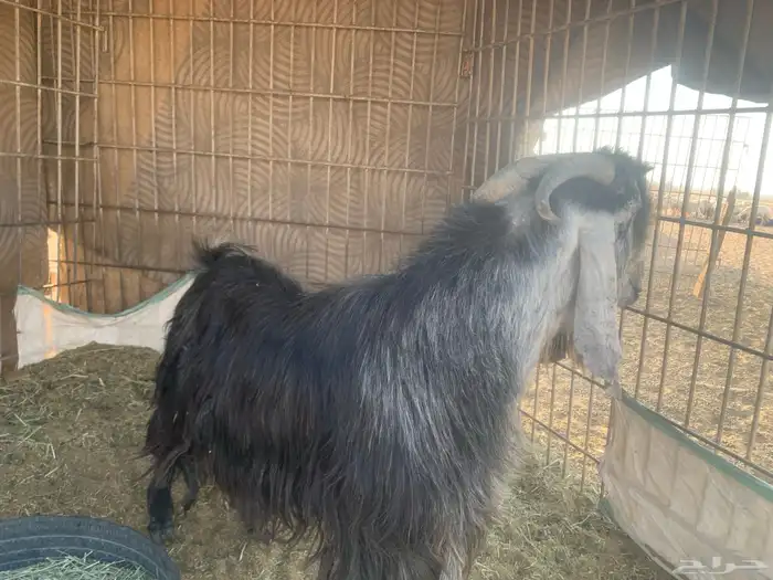 فحول تيوس. مشروطه 0