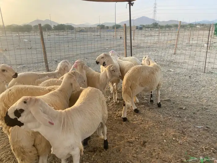 طليان سواكن جذعان 5