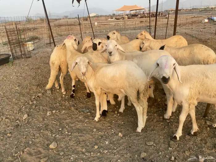 طليان سواكن جذعان 12