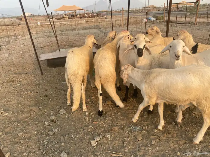 طليان سواكن جذعان 11