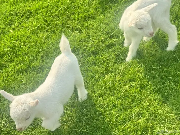 ماعز قزم ماشاء الله الموقع ذهبان 9