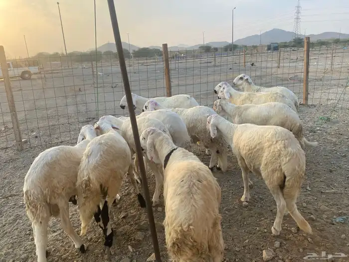 طليان سواكن جذعان 6