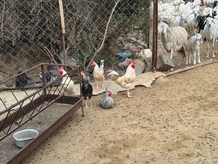 ديوك للبيع 4