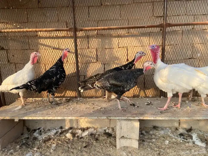 رومي للبيع 0