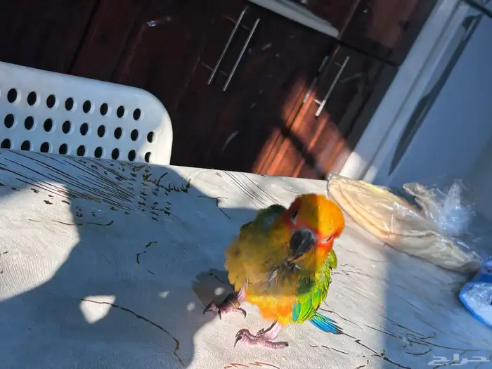 فرخ صن كنيور مجنون غر 8