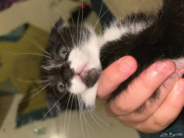 قطط سكوتش فولد صغار مع امهم للبيع 2